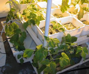 hydroponics