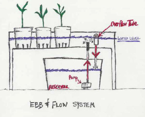 EBB AND FLOW HYDROPONIC SYSTEM- FREE PLANS