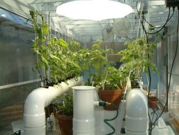 The Urban Farmer Hydro Weed Homemade Aphid Spray Hydroponics Gardening Simplified