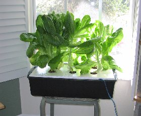 BUILD A SMALL LETTUCE RAFT SYSTEM