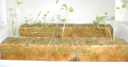 hydroponic rockwool cubes