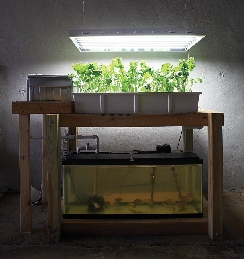  aquaponics setup that David Haider built in his basement two years ago