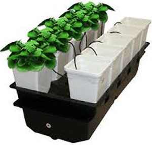 hydroponic lettuce the way to
