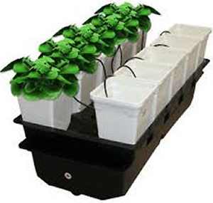 hydroponic gardening at domestic hydroponic lettuce the way to