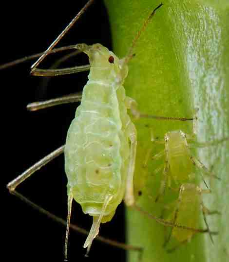 big fat aphid