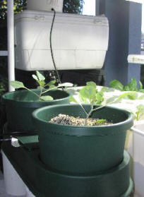 auto pots auto pots