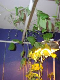 bean vines up under the lights