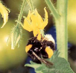 pollinating bee pollinating bee