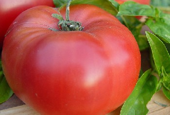 Brandywine heirloom tomatoes