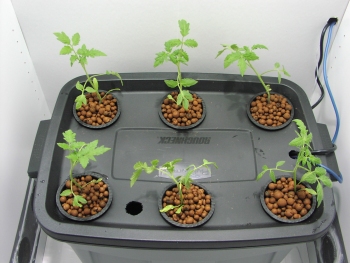 hydroponics bubbler enhet med baby planter