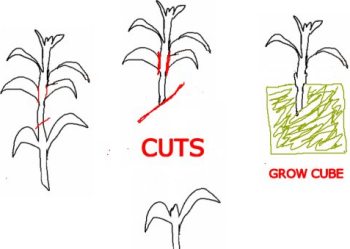cloning plants diagram cloning plants diagram