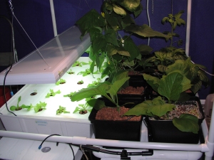 split-plan hydroponics garden