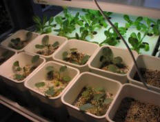 combination hydroponics system