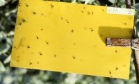 Yellow sticky trap for fungus gnats Yellow sticky trap for fungus gnats