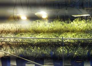 supplemental greenhouse lighting supplemental greenhouse lighting