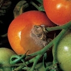 GRAY MOLD (BOTRYTIS) GRAY MOLD (BOTRYTIS)