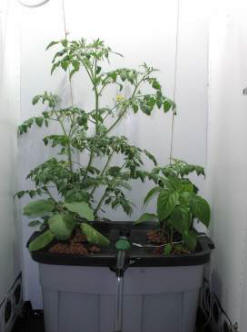 happy plants in a grow box