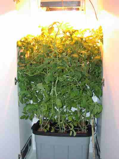 plants thrive in a grow box