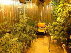 peaceful grow room