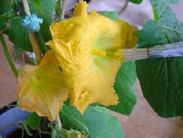 hand pollination hand pollination
