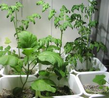 Healthy hydroponic plants