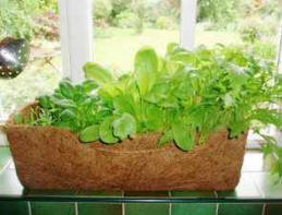 windowsill herb garden