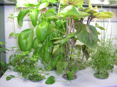 prolific kitchen herb garden