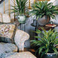 houseplants are easy