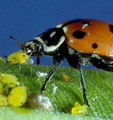 Yum! Ladybug eating aphids