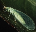 Lacewings