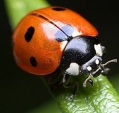 ladybug