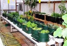 large auto pots garden