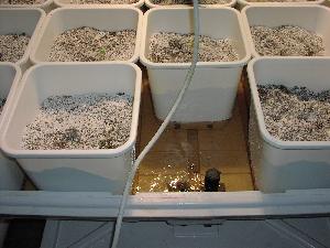 LECA anchors the medium for ebb and flow LECA anchors the medium for ebb and flow