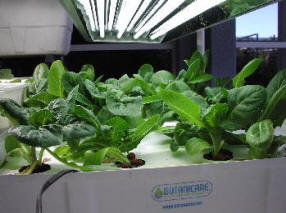 lettuce raft with Romaine lettuce raft with Romaine