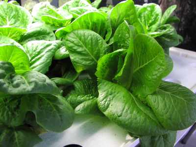 growing hydroponic lettuce on a raft