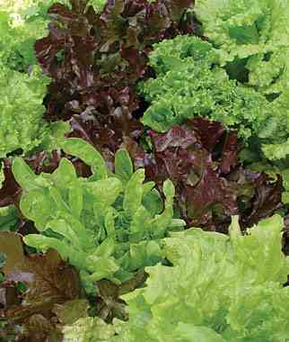 looseleaf lettuce blend