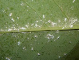 mealybugs