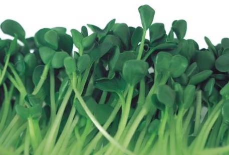 microgreen seedlings