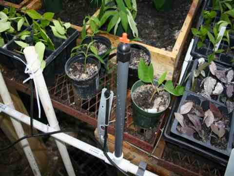 greenhouse misting system greenhouse misting system