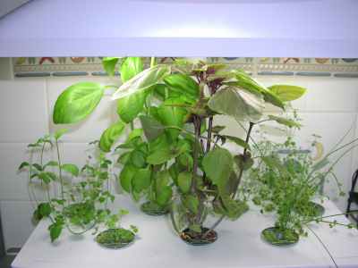 my aeroponic herbs