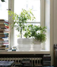 hydroponic office plants