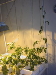 poor pitiful tomato plant poor pitiful tomato plant