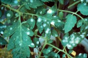 POWDERY MILDEW