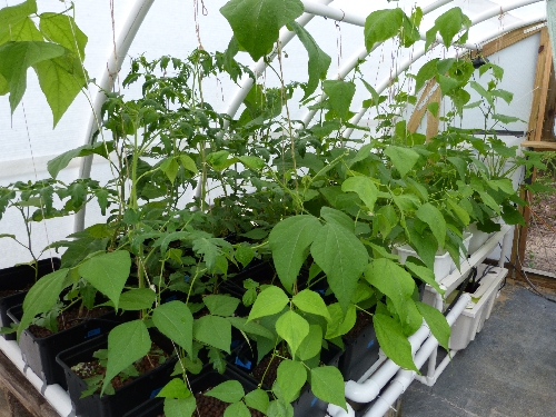 Plants growing inside a Solexx greenhouse