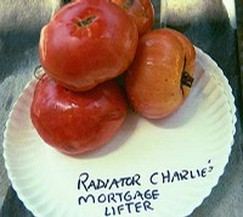 mortgage lifter heirloom tomatoes