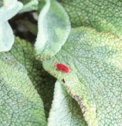 Red spider mite