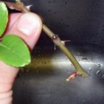 rose cutting rose cutting