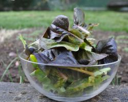 salad bowl salad bowl