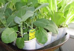 store-bought seedlings store-bought seedlings