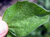 spider mite damage